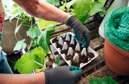 Lady putting seeds into an egg carton which is filled with compost.