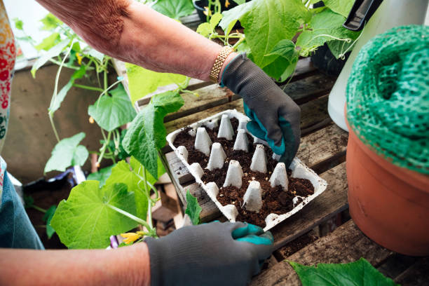 Lady putting seeds into an egg carton which is filled with compost.