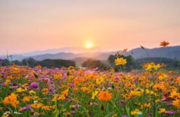 Sunset over mountain with colourful cosmos fields