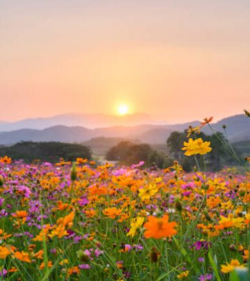 Sunset over mountain with colourful cosmos fields