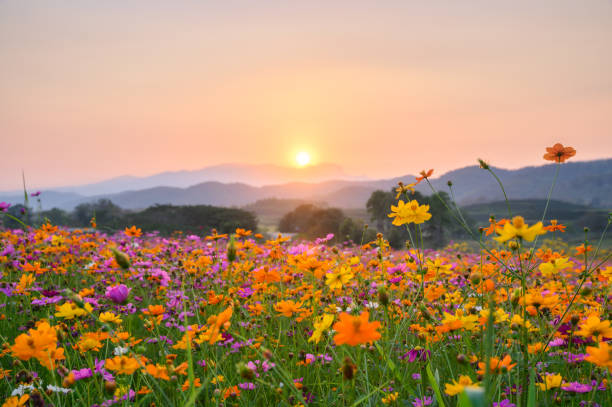 Sunset over mountain with colourful cosmos fields