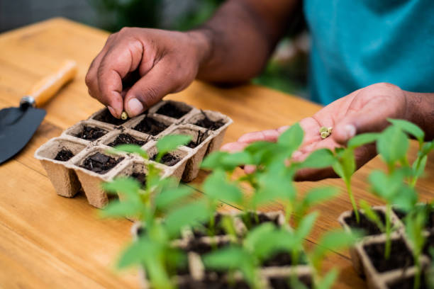 Seeding new plants in a pot