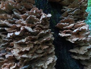 The trunk of the tree was completely overgrown with small poisonous mushrooms that filled the entire area of ​​the bark.