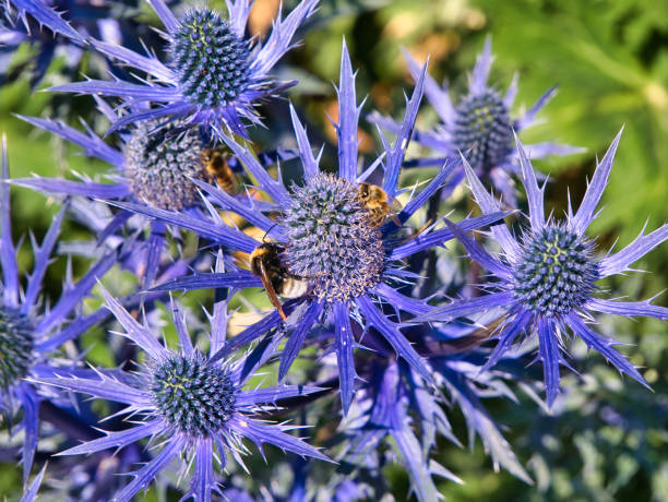 Closeup of bees on bright purple sea holly - 