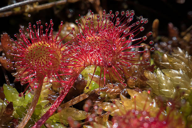 Sundew carnivorous plants The round leaves have sticky, 'dew'-covered tendrils that tempt in unsuspecting insects as prey.