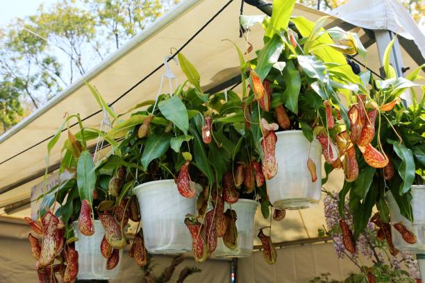 Tropical pitcher plant hanging houseplant 