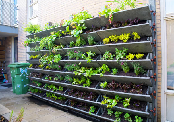 Vertical garden on the wall of a house