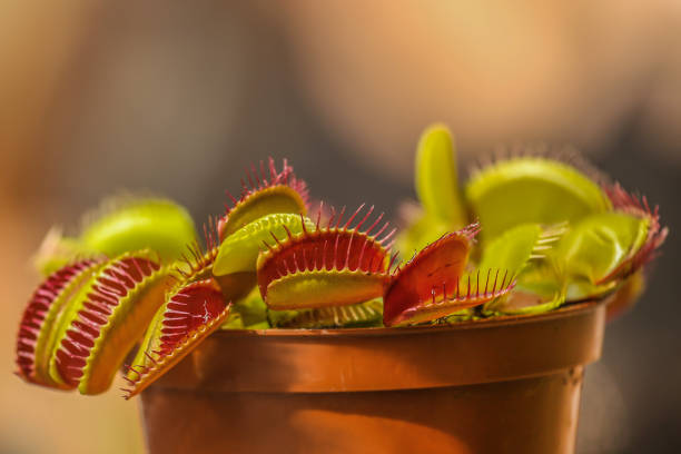 A carnivorous plant known as Venus flytrap