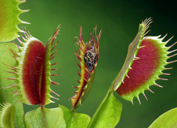 close up of a decomposed fly in half opened venus flytrap,