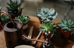 How often should you water succulents?