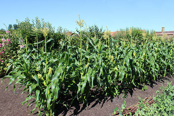 Corn growing in a garden