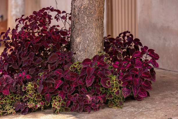 Species Coleus the (scutellarioides) variation growing under a tree