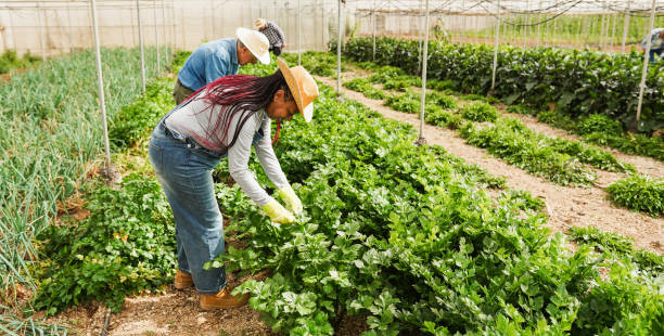 People working on trap cropping plants(to protect their veggie garden)inside a greenhouse