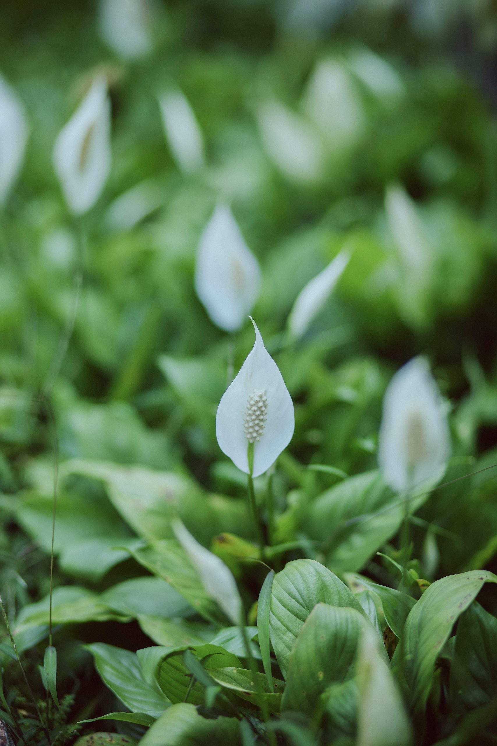 peace lily