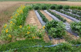 Trap cropping sunflowers, protecting vegetable plants