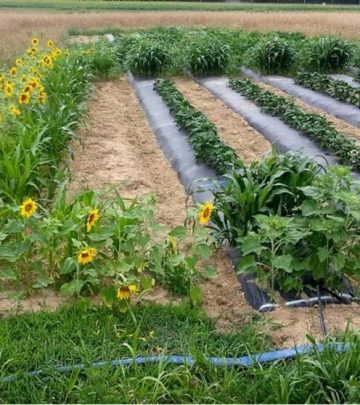 Trap cropping sunflowers, protecting vegetable plants