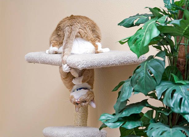 Cats being playful next to a non-toxic plant 