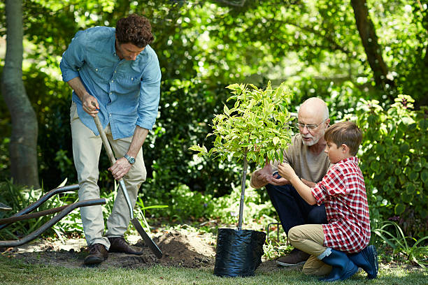 Three generation male family planting together in park