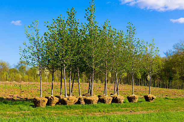 planting leaf trees in spring during arbour week 