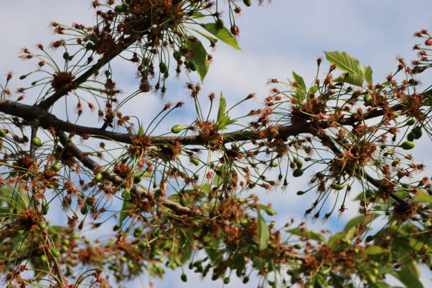 Ant Tree (Triplaris americana)