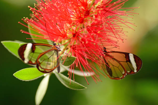 Butterfly on a orangish flower in a garden