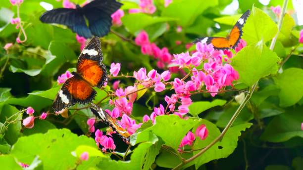 Enchanting beautiful butterflies with pink flowers