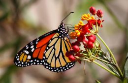 A Majestic Monarch butterfly feeding on some pink flowers