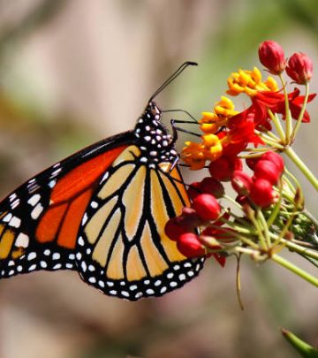 A Majestic Monarch butterfly feeding on some pink flowers