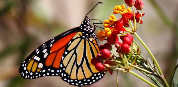 A Majestic Monarch butterfly feeding on some pink flowers