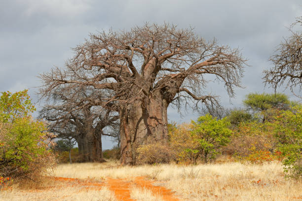 Large baobab trees in mopane savanna during the dry season, Limpopo province, South Africa