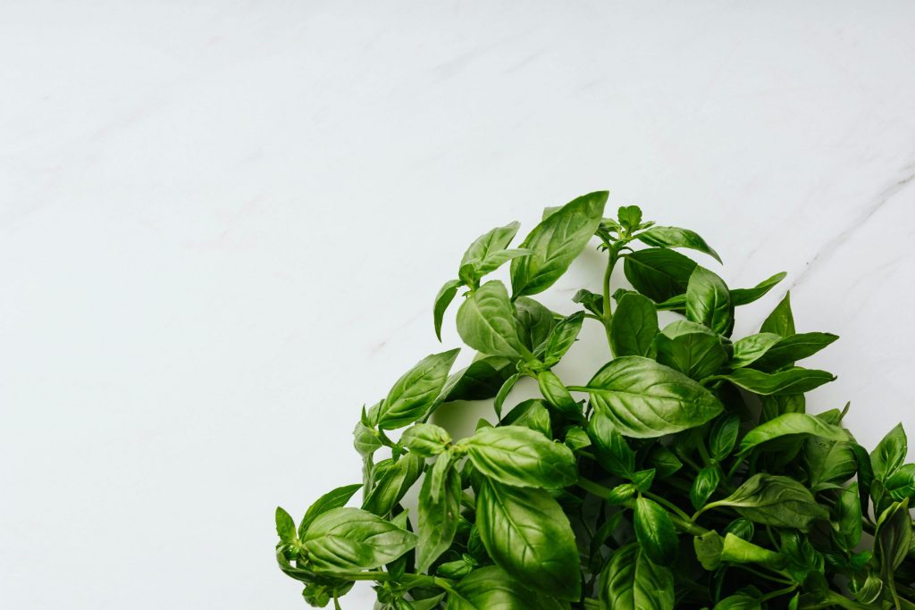 Why your Basil is wilting?