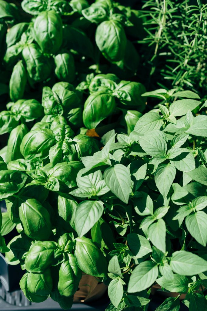 Why your Basil is wilting?