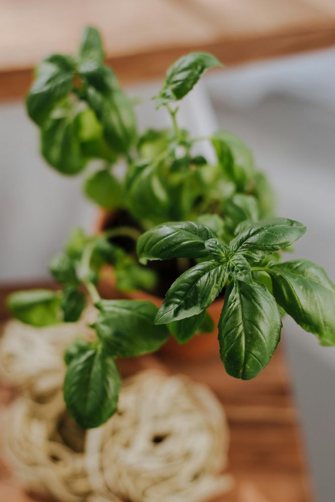 Why your Basil is wilting?