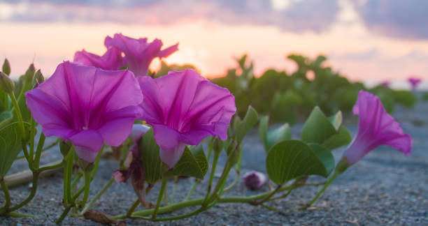 Beach Morning Glory