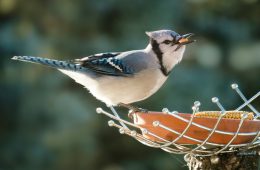 Offering kitchen scraps to garden birds is not only a great way to minimise waste but also to save on bird food costs.