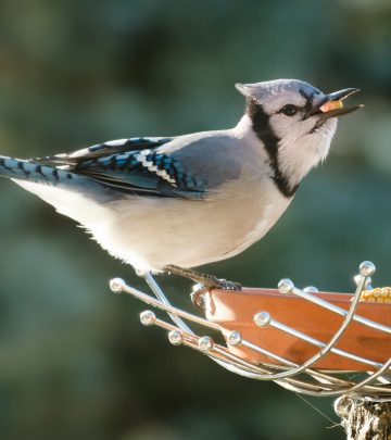 Offering kitchen scraps to garden birds is not only a great way to minimise waste but also to save on bird food costs.