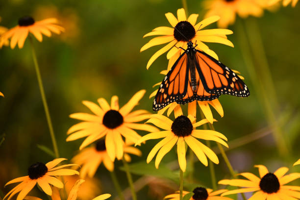 Monarch butterfly on a black-eyed susan daisy taken at Brookside Gardens butterfly house.