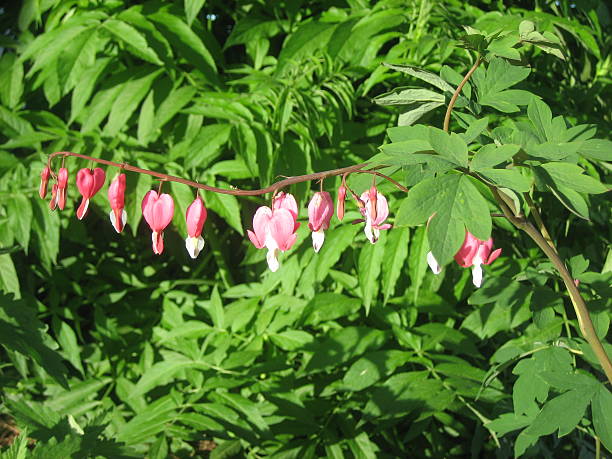 One stem of a pink and white bleeding heart tree flower against a leafy green background.