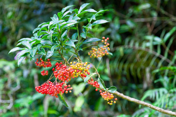 Schinus terebinthifolia is a species of flowering plant in the cashew family, Anacardiaceae. It's common names include Brazilian peppertree, aroeira, rose pepper, broadleaved pepper tree, wilelaiki, Christmasberry, and Florida Holly.