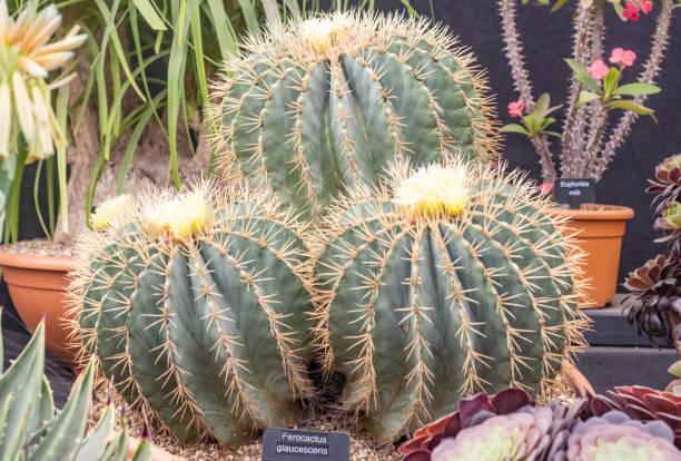 Glaucous Barrel Cactus (Ferocactus glaucescens) in a cacti garden