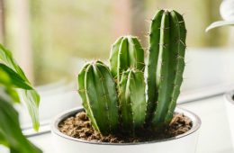 Cactus in white pot on the windowsill. Houseplants care concept.