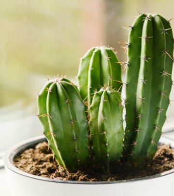 Cactus in white pot on the windowsill. Houseplants care concept.