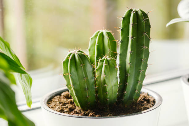 Cactus in white pot on the windowsill. Houseplants care concept.