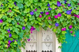 Morning glory vines overwhelming a door way