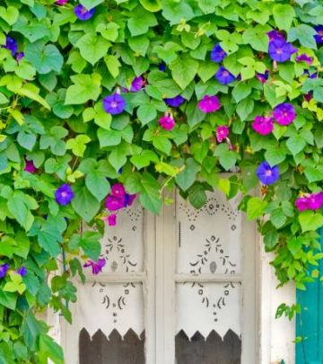 Morning glory vines overwhelming a door way