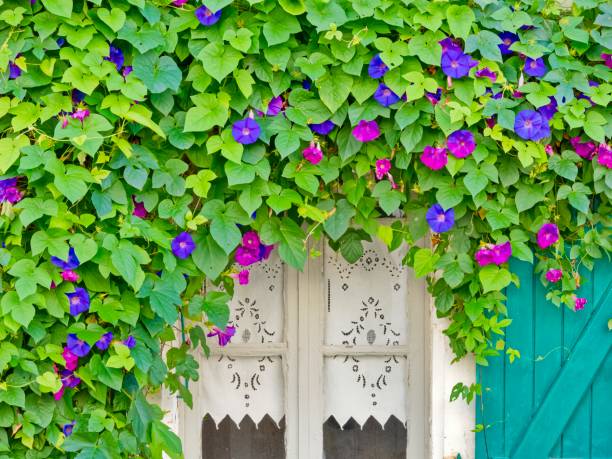 Morning glory vines overwhelming a door way