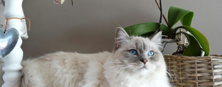 Are cats toxic to orchids?