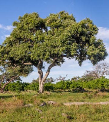 freestanding deciduous tree in the Kruger