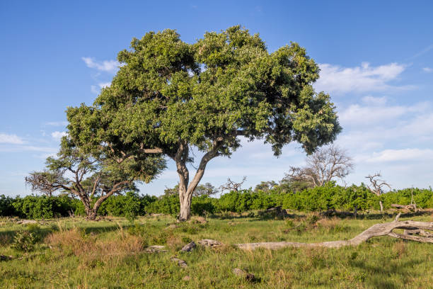 freestanding deciduous tree in the Kruger