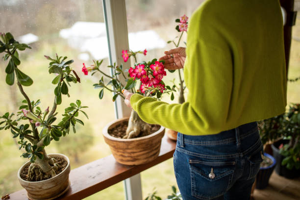 woman taking care of her potted desert rose plant at her home. Sunlight comes through the window. She wears casual clothes, and taking care of her home garden with love